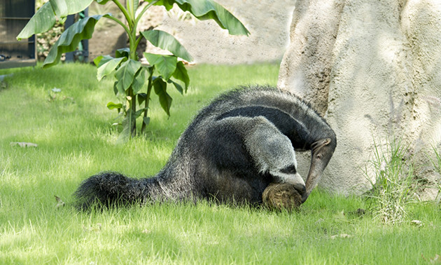 Kolner Zoo Entree Voor Kolner Zoo En Aquarium Bespaar 44 In Parkstad Via Social Deal