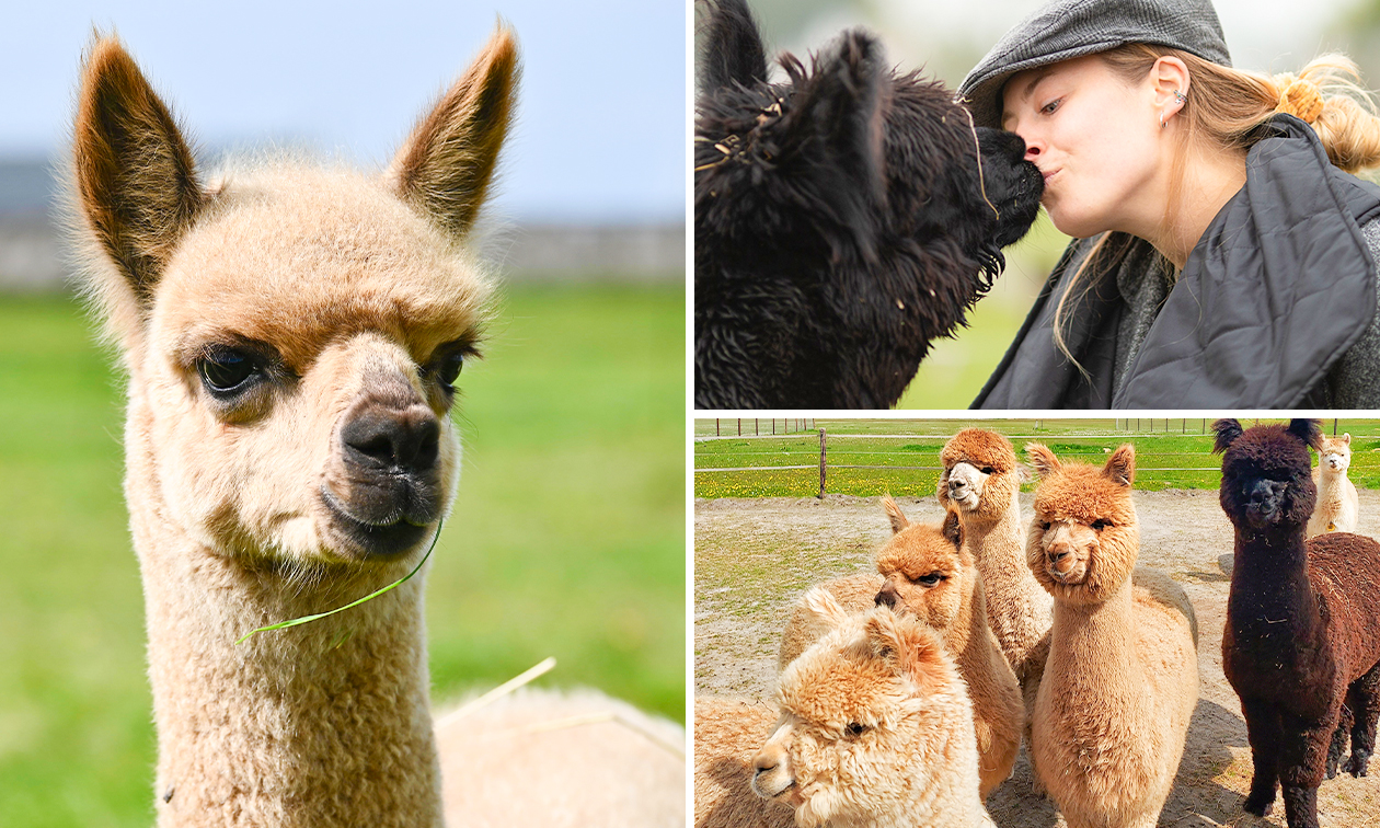 Alpaca World Friesland