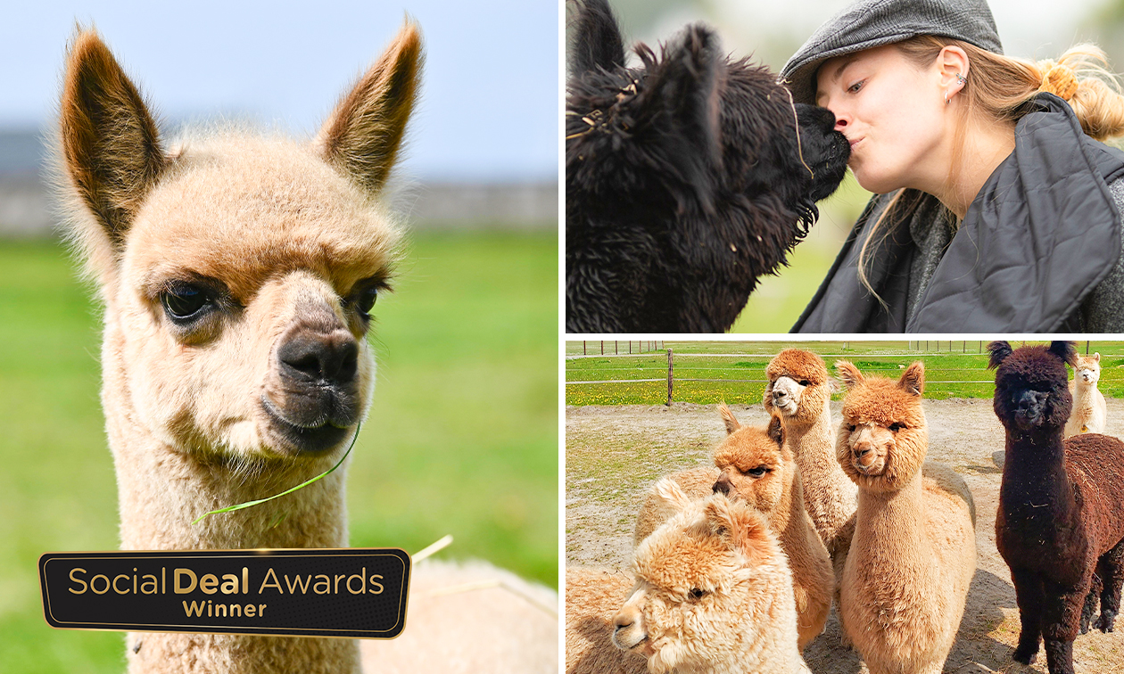 Alpaca World Friesland