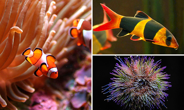 Aquarium van Brussel, Entree voor het Aquarium van Brussel bespaar 50% in Gent via Social Deal Aquarium van Brussel, Entree voor het Aquarium van Brussel bespaar 50% in Gent via Social Deal