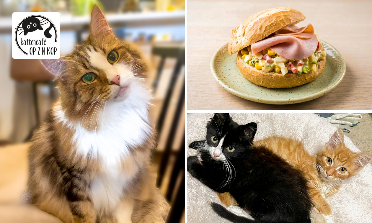 Lunchgerecht naar keuze + entree kattencafé
