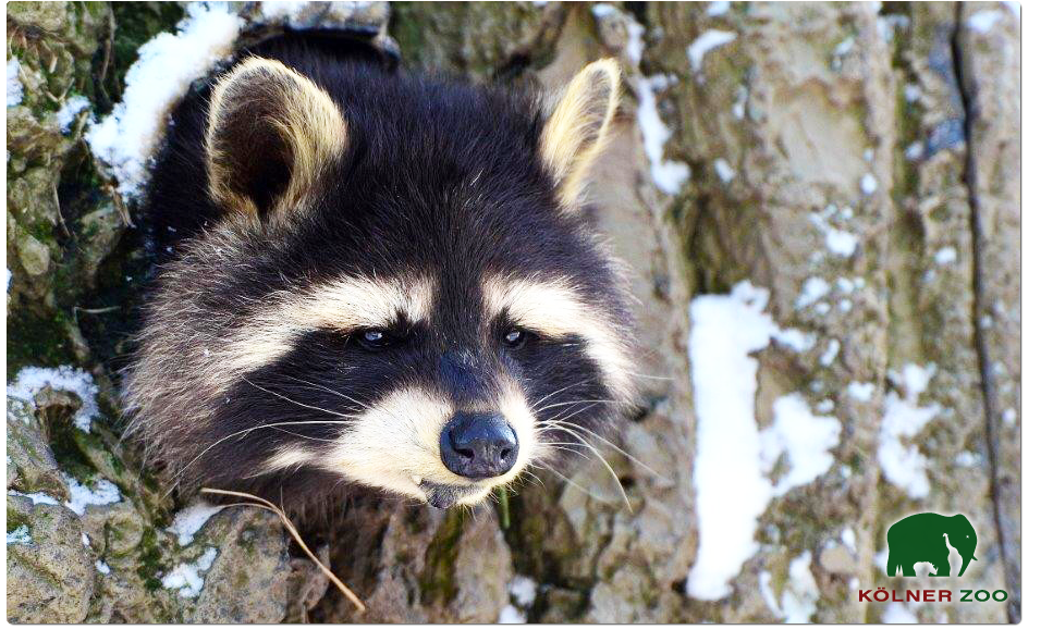 Kolner Zoo Entree Voor Kolner Zoo Bespaar 50 In S Hertogenbosch Via Social Deal