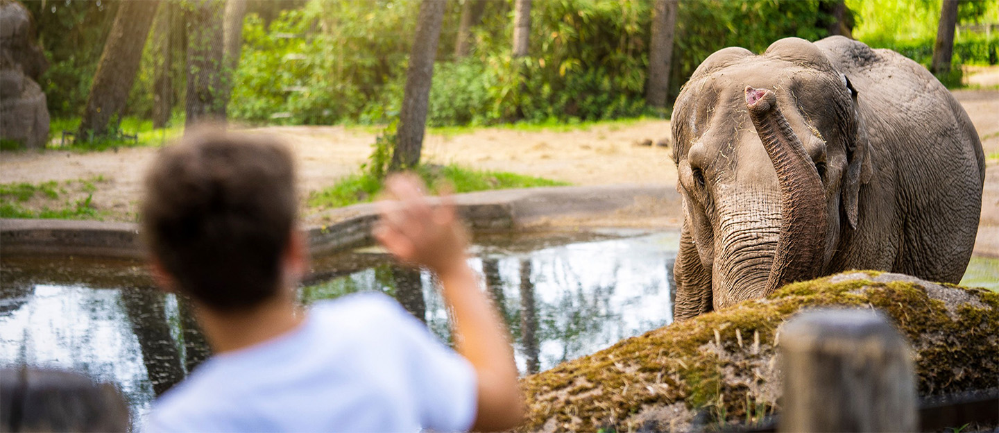 Burgers' Zoo: voordelig dagje dierentuin via Social Deal