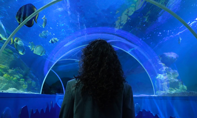 SEA LIFE Scheveningen